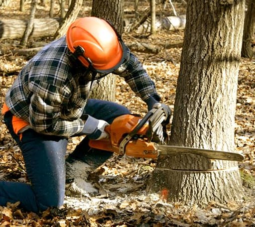 Tree Removal in Healdsburg, CA